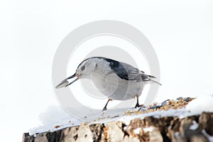 White-breasted nuthatch is eating sunflower seeds on a stump