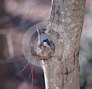 White-Breasted Nuthatch Foraging in a Woodland