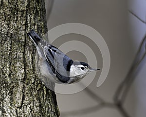 White-Breasted Nuthatch grasps a tree
