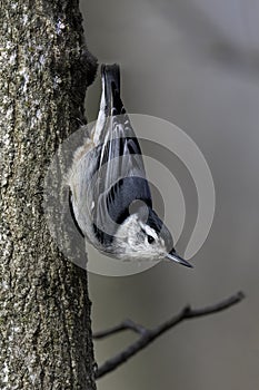 White-Breasted Nuthatch grasps a tree