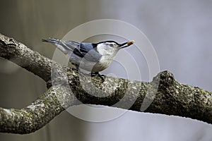 White-Breasted Nuthatch grasps a tree