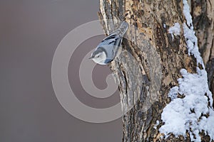 White-breasted Nuthatch  838602 photo