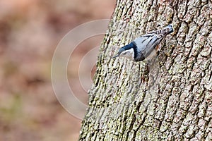 White-breasted Nuthatch looking for insects at Skidaway Island State Park, GA