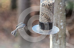 White-Breasted Nuthatch in Midflight about to Land on a Feeder photo