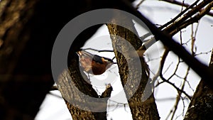 A white breasted nuthatch perched in a 16x9