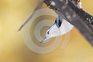 White-Breasted Nuthatch Perched on an Autumn Branch