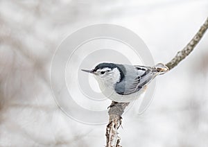 White-Breasted Nuthatch perched on a branch in winter in Ottawa, Canada