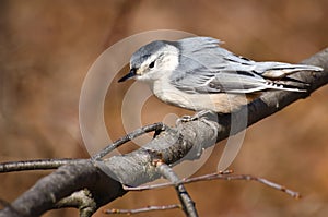 White Breasted Nuthatch Perched pn a Branch