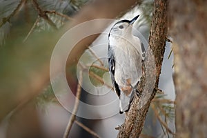 White-breasted nuthatch is perched on a spruce tree in winter park