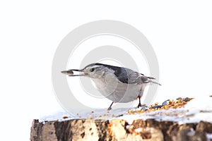 White-breasted nuthatch is perched on a stump with a seed in a beak.