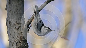 White-breasted Nuthatch Perched on a Tree