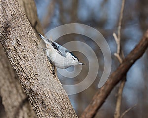 White breasted nuthatch perched on a tree branch