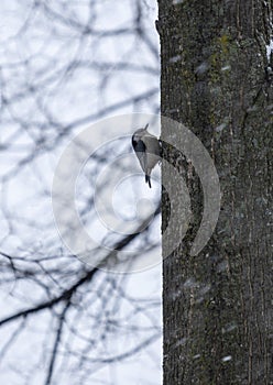 White-breasted Nuthatch Perched on a Tree in Winter #1