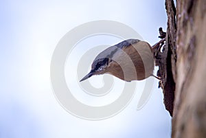 White Breasted Nuthatch - Sitta Canadensis photo