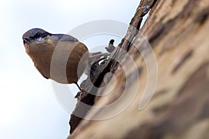 White Breasted Nuthatch - Sitta Canadensis photo