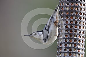 White-breasted Nuthatch
