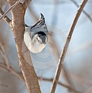 White-breasted Nuthatch, Sitta carolinensis