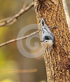 White-breasted Nuthatch, Sitta carolinensis