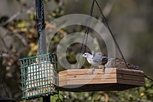 The white-breasted nuthatch (Sitta carolinensis)