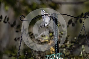 The white-breasted nuthatch (Sitta carolinensis)