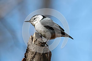 White-breasted Nuthatch(Sitta carolinensis)