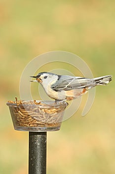 White-breasted Nuthatch sitta carolinensis on a feeder