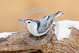 White-breasted Nuthatch (sitta carolinensis) in snow