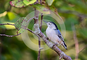 A white breasted nuthatch sitting on a branch