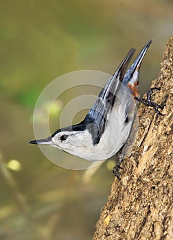White Breasted Nuthatch photo