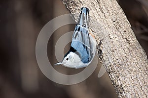 White breasted nuthatch stand up side down