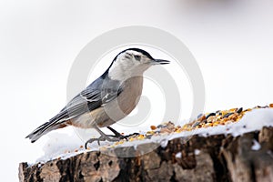 White-breasted nuthatch is standing on a stump with seeds in winter