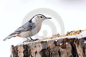 White-breasted nuthatch is standing on a stump with seeds in winter