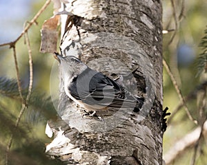 White-Breasted Nuthatch Stock Photos. Close-up profile view perched on a birch tree trunk with a blur background in its