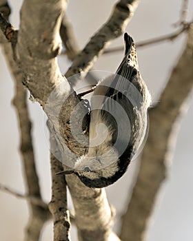 White-Breasted Nuthatch Stock Photos. Nuthatch close-up profile view perched with head down with a blur background in its