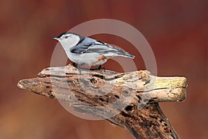 White-breasted Nuthatch On A Stump