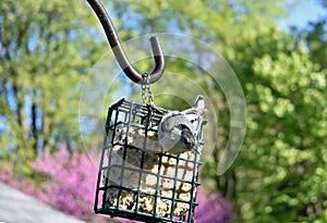 White-Breasted Nuthatch on suet