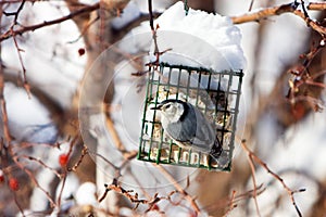 White-Breasted Nuthatch at Suet Feeder in Winter