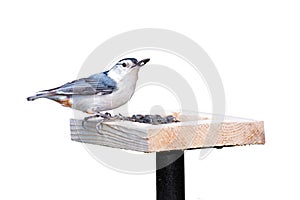 White Breasted Nuthatch and Sunflower Seeds