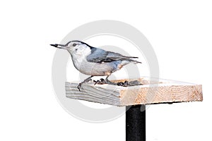 White Breasted Nuthatch and Sunflower Seeds