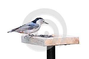 White Breasted Nuthatch and Sunflower Seeds photo