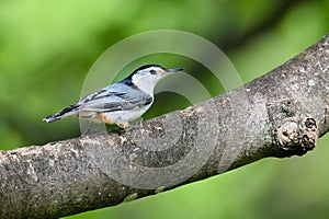 White-breasted nuthatch on a tree branch.