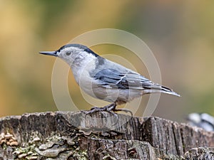 White-breasted nuthatch at Tylee Marsh, Rosemere, Quebec, Canada