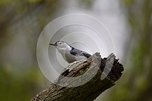 white-breasted nuthatch