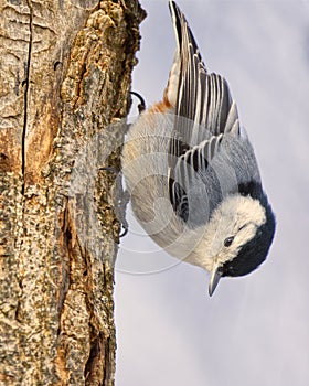 White-breasted Nuthatch Works Headfirst Down a Tree