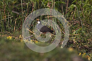 White breasted swamphen, Amaurornis phoenicurus, India