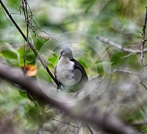 White-Breasted Thrasher or Ramphocinclus brachyurus