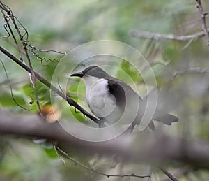 White-Breasted Thrasher or Ramphocinclus brachyurus