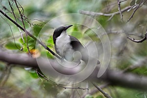 White-Breasted Thrasher or Ramphocinclus brachyurus