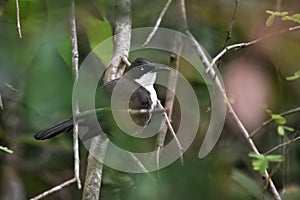 White-Breasted Thrasher or Ramphocinclus brachyurus