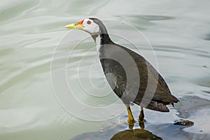 White-breasted water hen